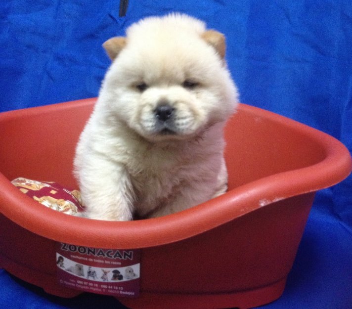 Lindos cachorros de chow chow