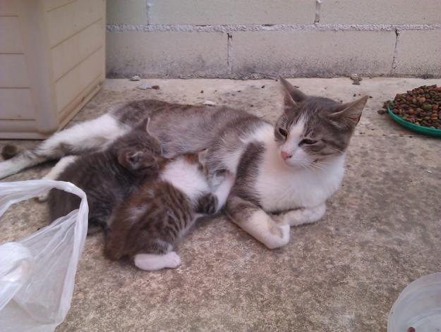 mama con 7 gatitos