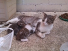 mama con 7 gatitos - mejor precio | unprecio.es