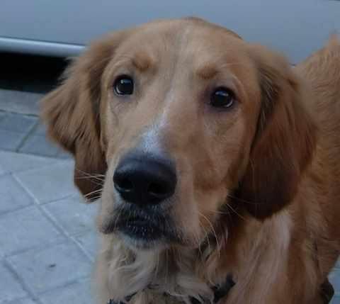 Nerón, golden de 10 meses en adopción