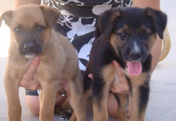 REGALO CACHORROS TAMAÑO GRANDE