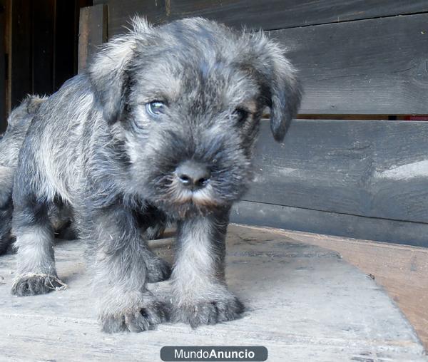 Schnauzer mini