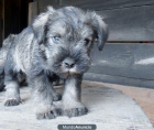 Schnauzer mini - mejor precio | unprecio.es