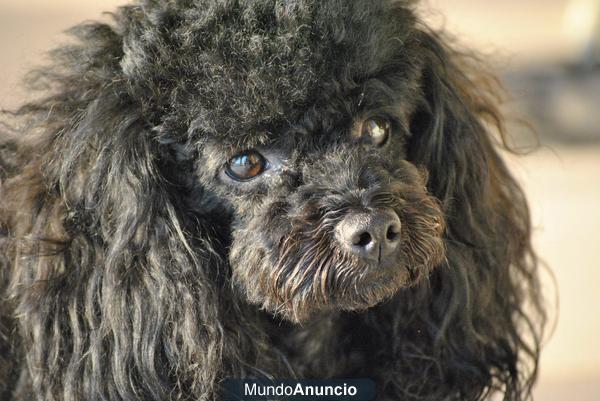 Se busca CANICHE TOY ROJO MACHO para MONTAS