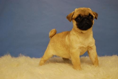 Cachorritos Carlino Pug autenticos de raza con pedigree