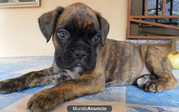 CACHORROS BOXER