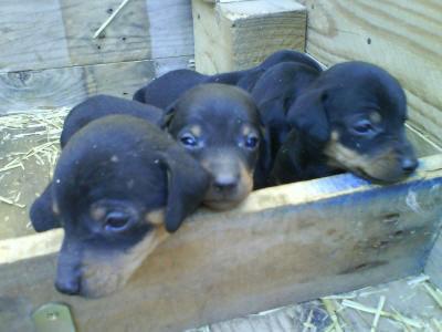 Cachorros de Teckel estandar pelo corto