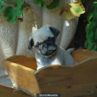 Carlino Pug oportunidad por solo 390 EUR - mejor precio | unprecio.es