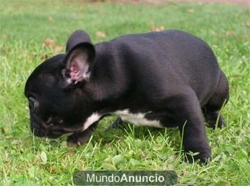 Disponibles cachorros de Bulldog Frances