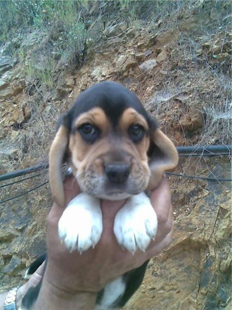 ultima cachorrita BEAGLE con PEDIGREE