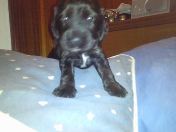 Vendo Cachorros de cocker spaniel precio a convenir