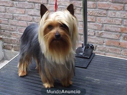 Yorkshire Terrier