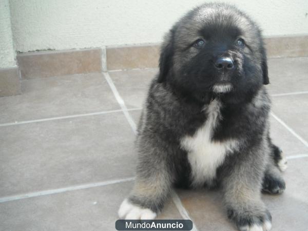 CACHORRA PASTOR DEL CAUCASO