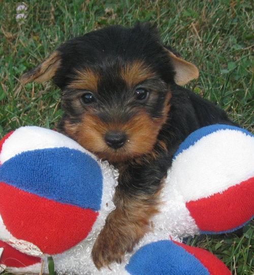 CACHORROS DE YORKSHIRE TERRIER TOY