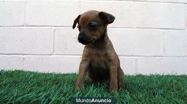 Cachorros Mini Pinscher listos para entregar (papeles y documentacion)