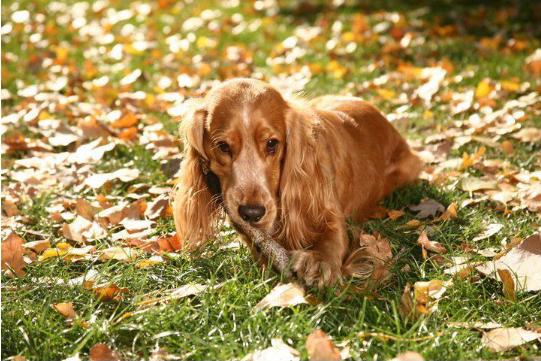 Cocker spaniel terrier dorado (BUSCA NOVIA)