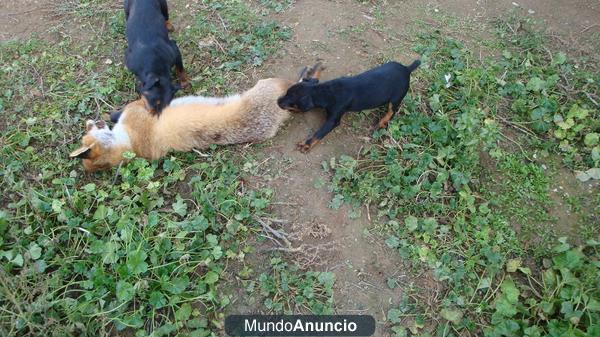 jagd terrier fuertes y cabezones