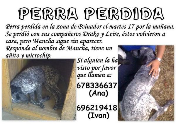 Perra Braco perdida en Vigo, por favor ayúdennos!