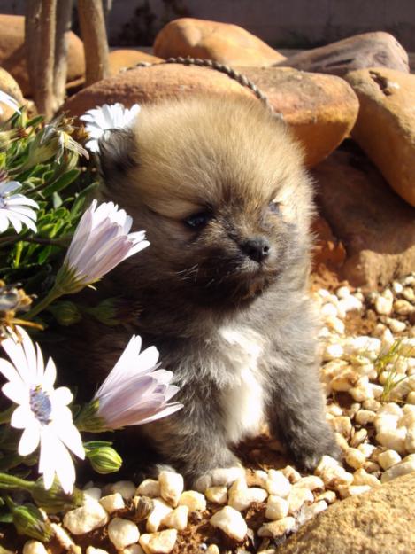 Preciosos Cachorros de lulu de Pomerania, Calidad y Garantia