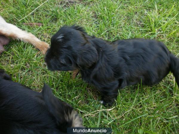 Preciosos Cachorros de Yorkshire con Maltes