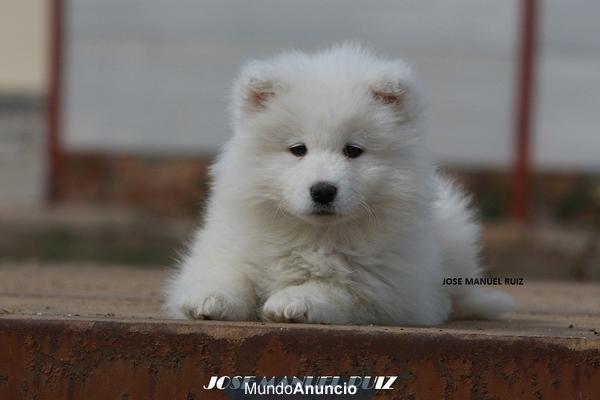 samoyedos preciosos...