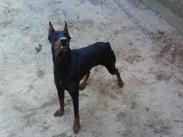 VENDO CAMADA DOBERMANN