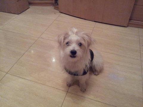 bichon maltes busca novia  en barcelona