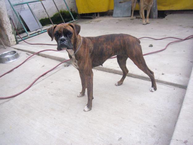 boxer hembra edad 9 meses  soy de trato 1500