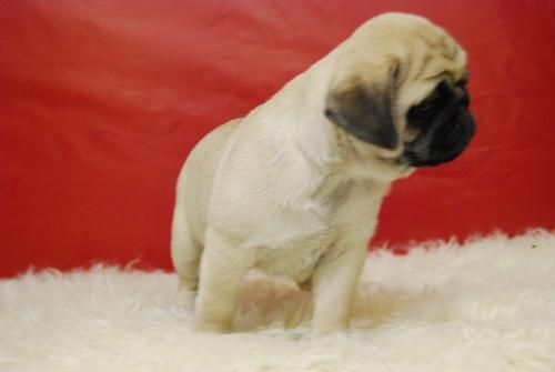 Carlinos de Primera Clase, Bonitos cachorros con Pedegree