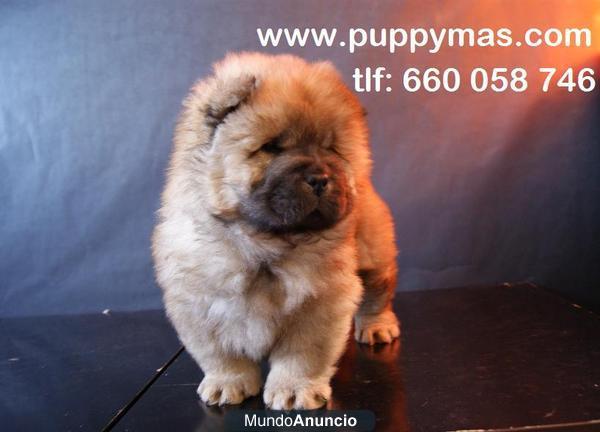 Chow Chow excelentes cachorros color rojo y blanco