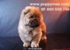 Chow Chow excelentes cachorros color rojo y blanco - mejor precio | unprecio.es