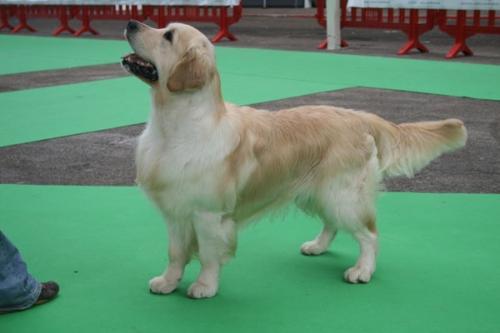 Golden retriever de VillaCarsan