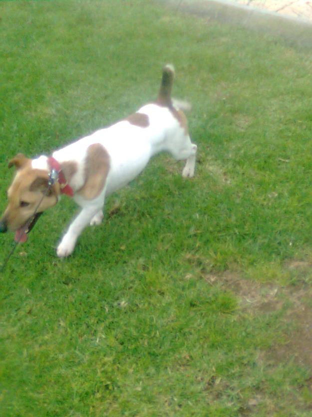 Jack Russell Terrier para montas: