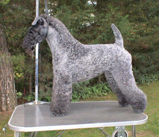 Kerry Blue Terrier : el azul irlandés