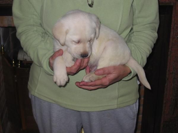 Labrador retriever,cachorros,dorados y negros,pedigree.