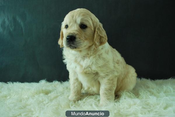 Machos y hembras GOLDEN RETRIEVER linea de belleza