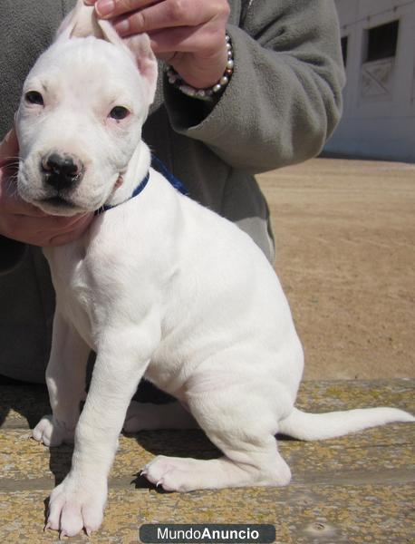 SE VENDE CACHORRA HEMBRA DE DOGO ARGENTINO BARATOOO