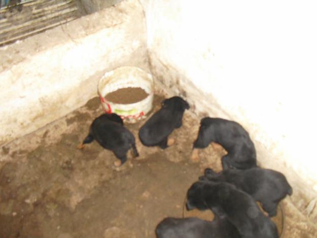 se vende cachorros de rotweiler