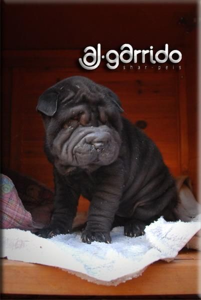 SHARPEIS AJGARRIDOS CACHORROS DISPONIBLES