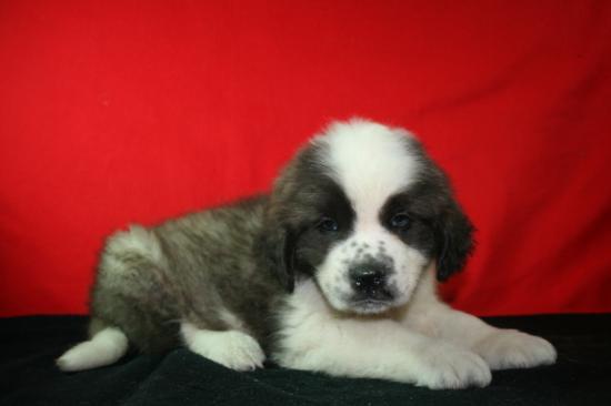 San bernardo, pequeños cachorros en venta