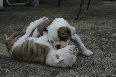 Bulldog inglés, impresionantes cachorros