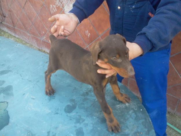 Cachorra de doberman