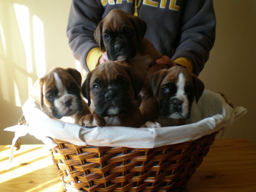 Cachorros boxer con pedigree