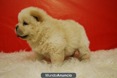 Chow Chow cachorritos de calidad Diferentes colores