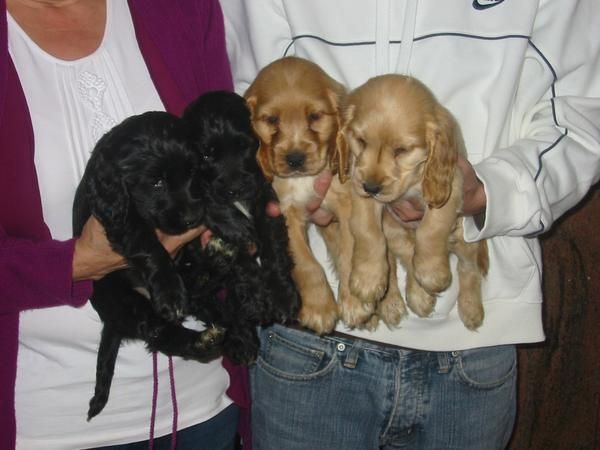 COCKER SPANIEL,cachorros,dorados y negros en Madrid.