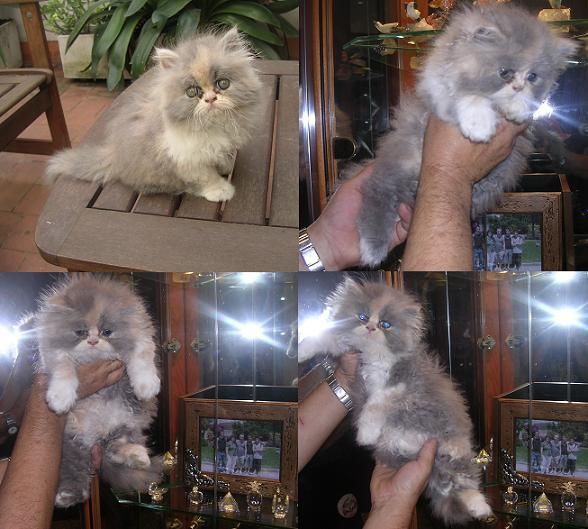Gato persa tricolor precioso.