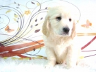 GOLDEN RETRIEVER - mejor precio | unprecio.es