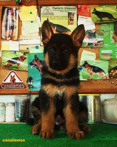 Pastor alemán Málaga,quieres un cachorro como éste?