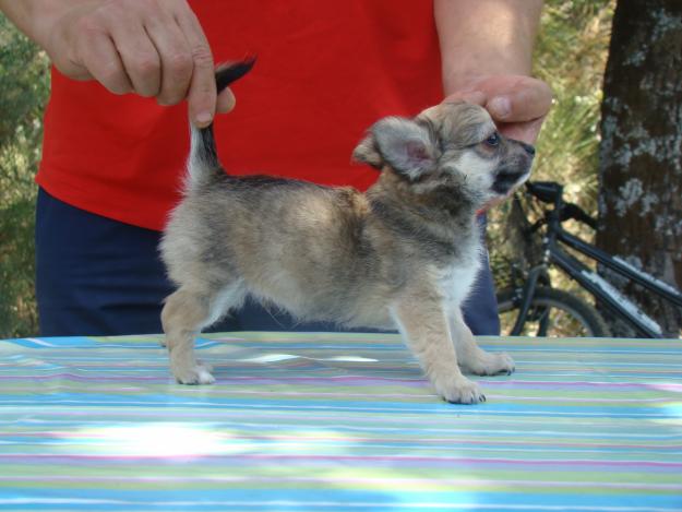 Precioso cachorrito chihuahua de pelo largo