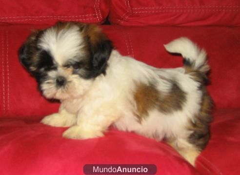 SHIHTZU PRECIOSA CAMADA -- 390